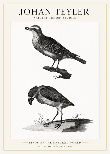 Johan Teyler Birds of the Natural World No1 - Poster