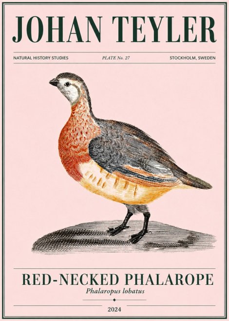 Johan Teyler Red-necked Phalarope No4 - Poster