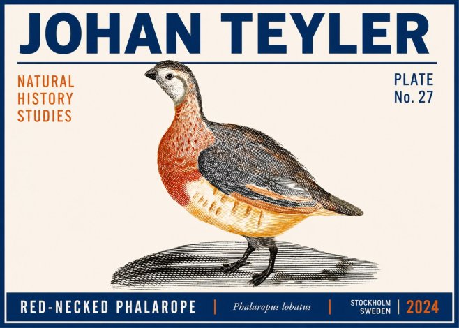 Johan Teyler Red-necked Phalarope No6 - Poster