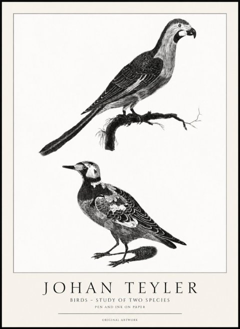 Johan Teyler Birds - Study of Two Species No1 - Poster