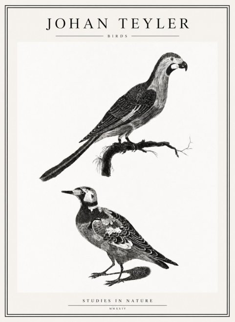 Johan Teyler Birds - Study of Two Species No2 - Poster