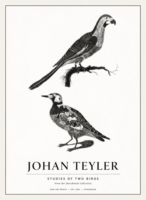 Johan Teyler Birds - Study of Two Species No3 - Poster