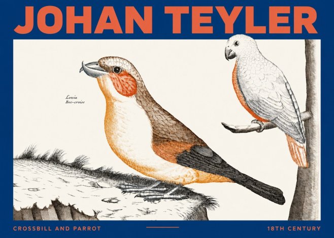 Johan Teyler Crossbill and Parrot No2 - Poster