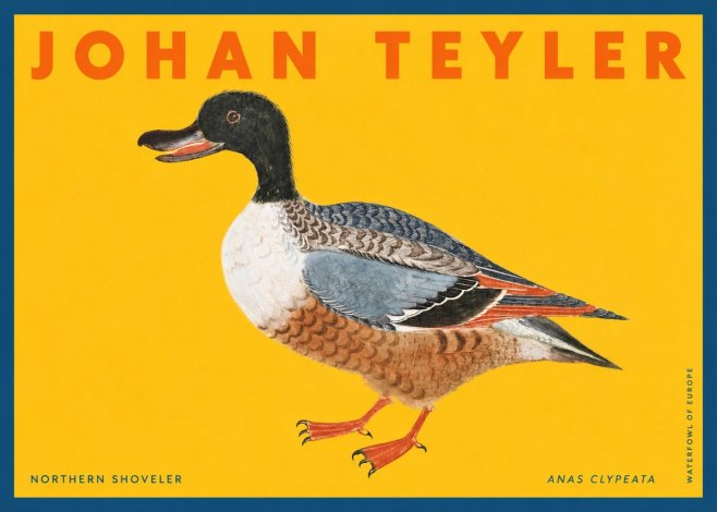 Johan Teyler Northern Shoveler (Anas Clypeata) No2 - Poster