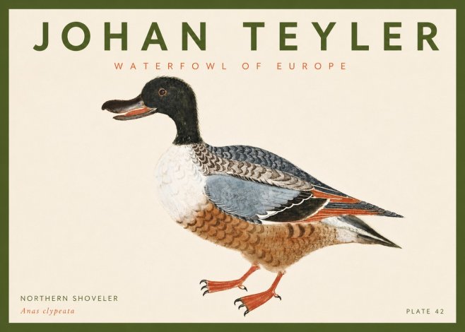 Johan Teyler Northern Shoveler (Anas Clypeata) No4 - Poster
