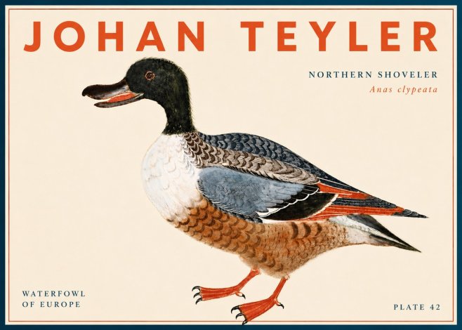 Johan Teyler Northern Shoveler (Anas Clypeata) No6 - Poster