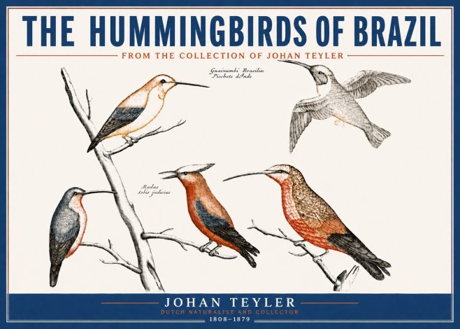 Johan Teyler The Hummingbirds of Brazil from the Collection of Johan Teyler No4 - Poster