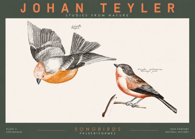 Johan Teyler Songbirds - Plate Ii No2 - Poster