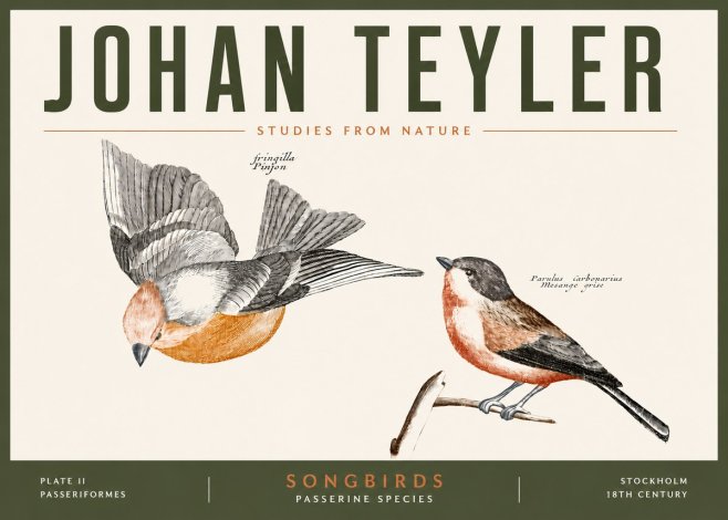 Johan Teyler Songbirds - Plate Ii No5 - Poster