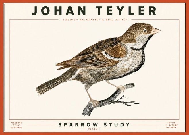 Johan Teyler Sparrow Study No4 - Poster