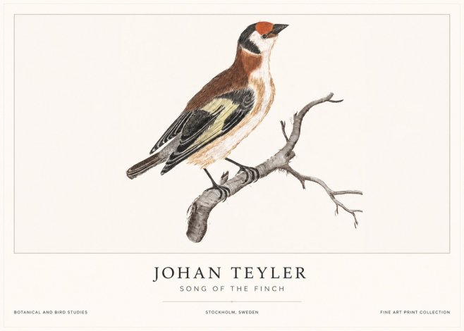 Johan Teyler Song of the Finch No1 - Poster
