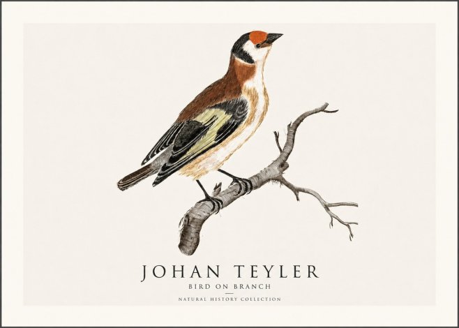 Johan Teyler Song of the Finch No2 - Poster