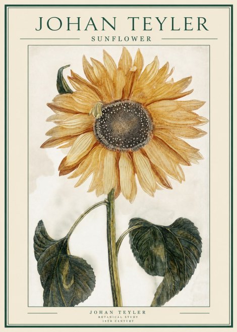 Johan Teyler Sunflower No1 - Poster