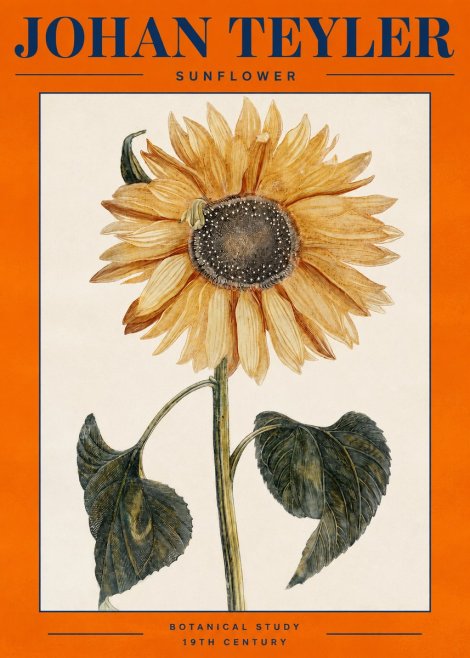 Johan Teyler Sunflower No2 - Poster