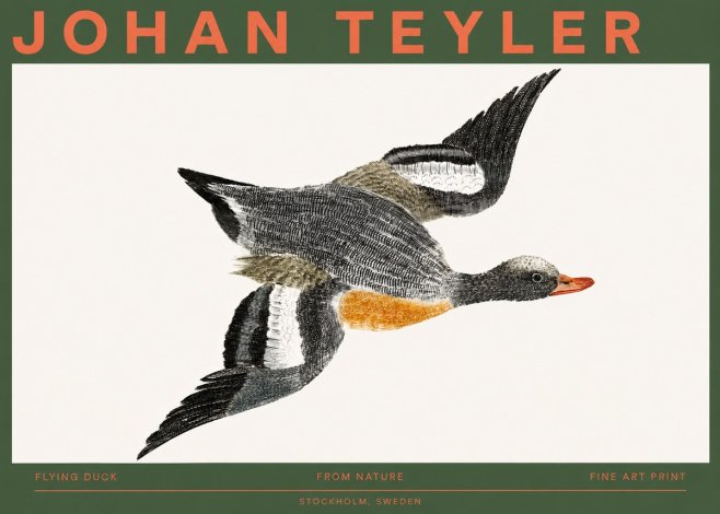 Johan Teyler Flying Duck No2 - Poster