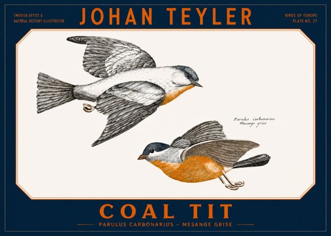Johan Teyler Coal Tit No2 - Poster
