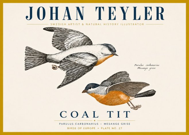 Johan Teyler Coal Tit No4 - Poster