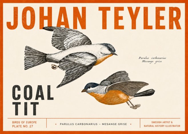 Johan Teyler Coal Tit No5 - Poster