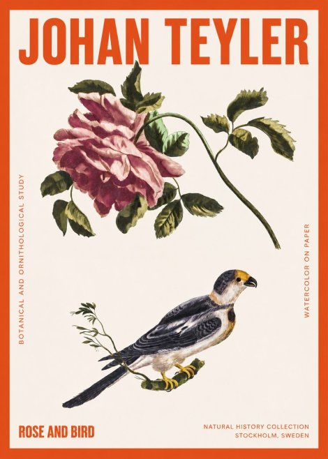 Johan Teyler Rose and Bird I No2 - Poster