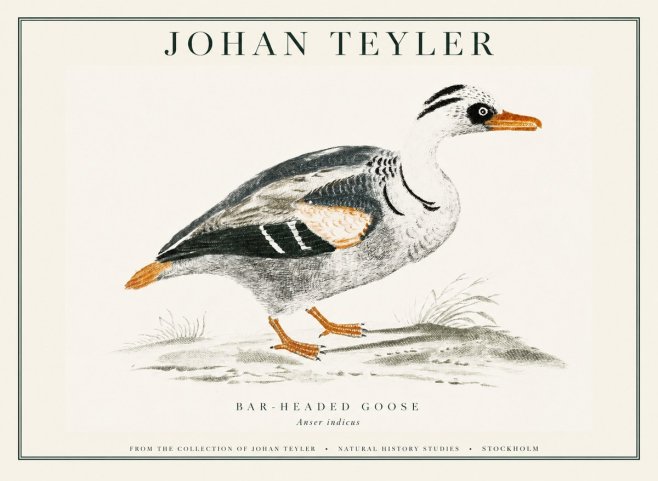 Johan Teyler Bar-headed Goose No1 - Poster