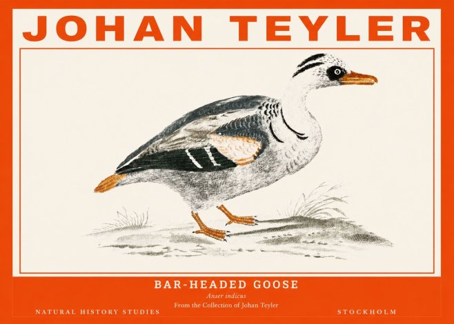 Johan Teyler Bar-headed Goose No2 - Poster