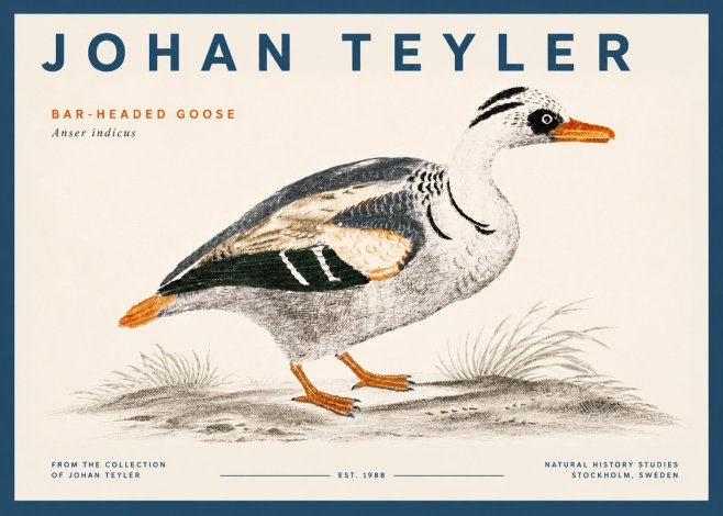 Johan Teyler Bar-headed Goose No5 - Poster