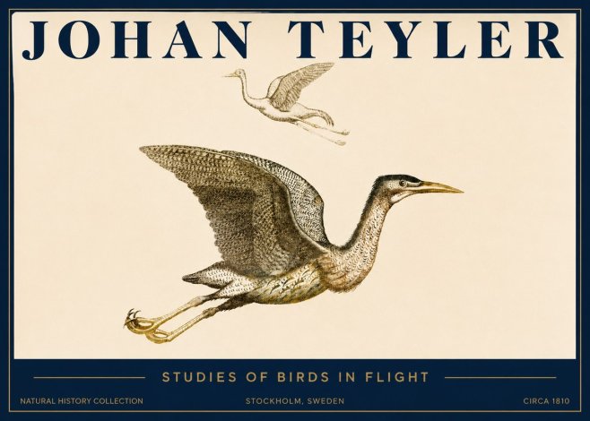 Johan Teyler Studies of Birds in Flight No3 - Poster