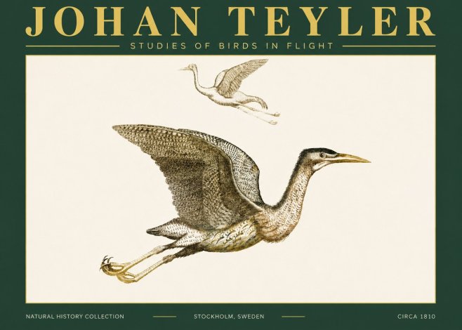 Johan Teyler Studies of Birds in Flight No4 - Poster