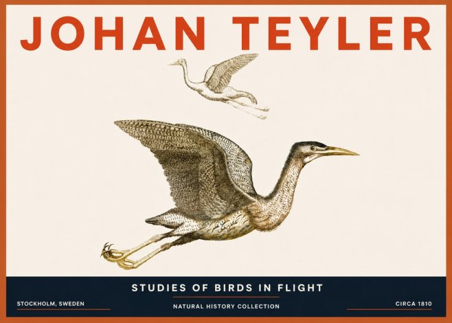 Johan Teyler Studies of Birds in Flight No5 - Poster