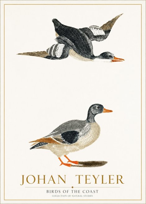 Johan Teyler Birds of the Coast No1 - Poster