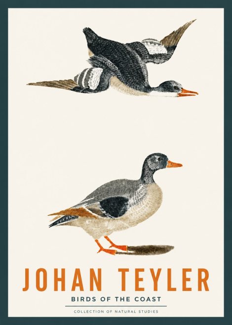Johan Teyler Birds of the Coast No2 - Poster