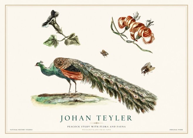 Johan Teyler Peacock Study with Flora and Fauna No1 - Poster