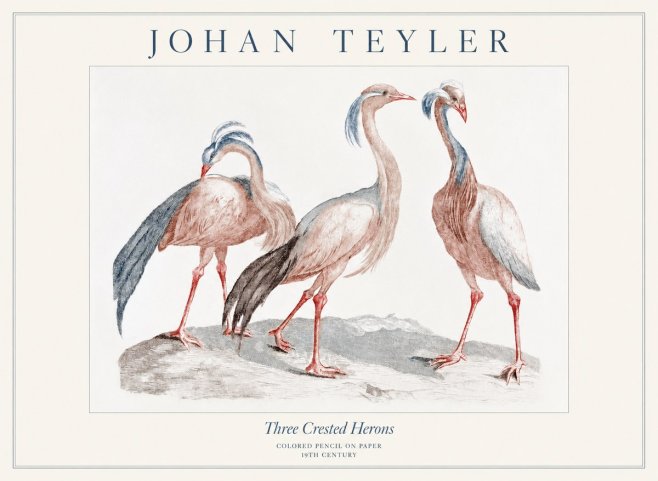 Johan Teyler Three Crested Herons No1 - Poster