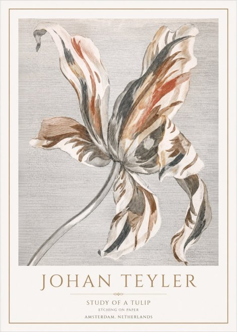 Johan Teyler Study of a Tulip No1 - Poster