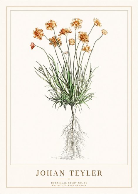 Johan Teyler Botanical Study No. 01 No1 - Poster
