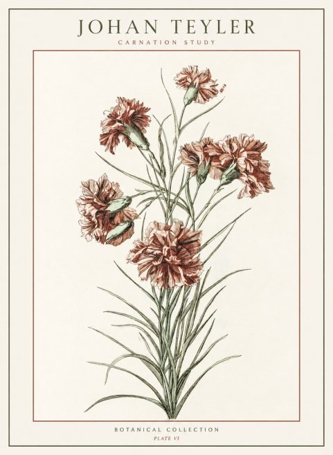 Johan Teyler Carnation Study No1 - Poster