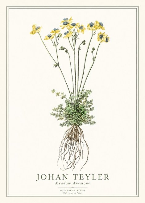Johan Teyler Meadow Anemone No1 - Poster