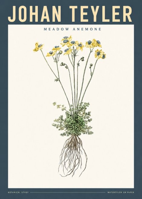 Johan Teyler Meadow Anemone No2 - Poster