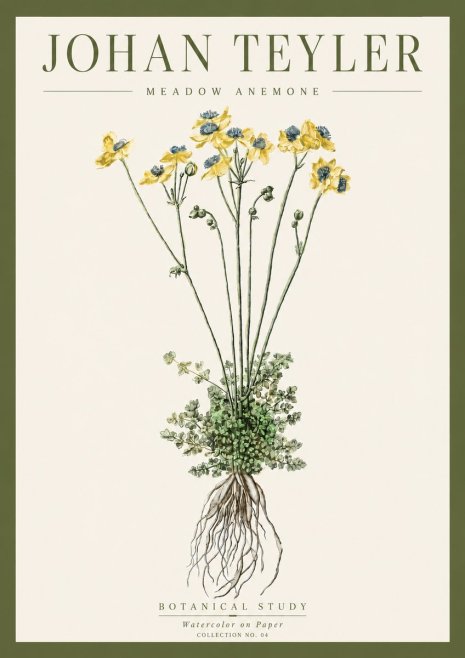 Johan Teyler Meadow Anemone No4 - Poster