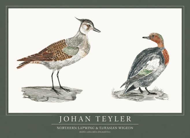 Johan Teyler Northern Lapwing & Eurasian Wigeon No1 - Poster