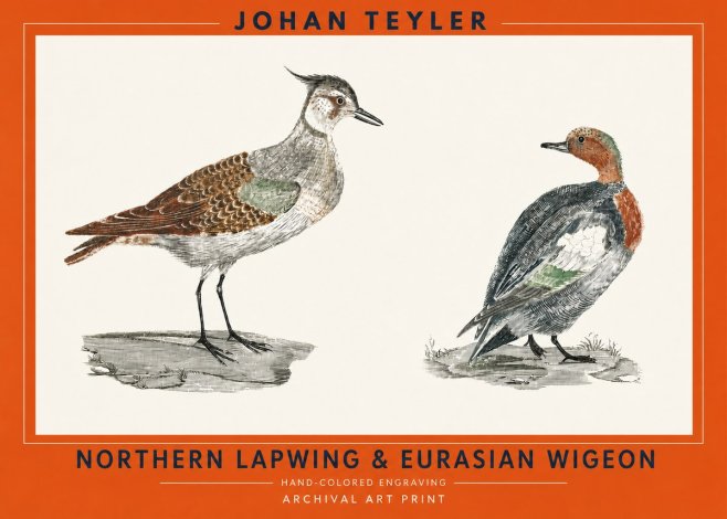 Johan Teyler Northern Lapwing & Eurasian Wigeon No2 - Poster