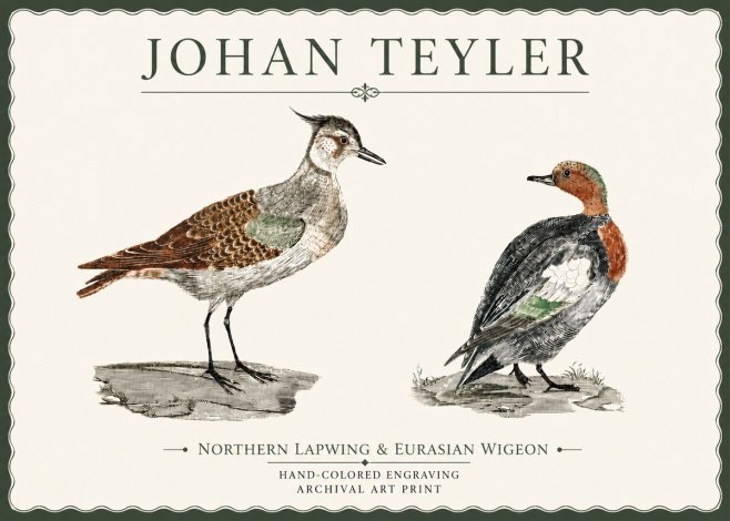 Johan Teyler Northern Lapwing & Eurasian Wigeon No4 - Poster