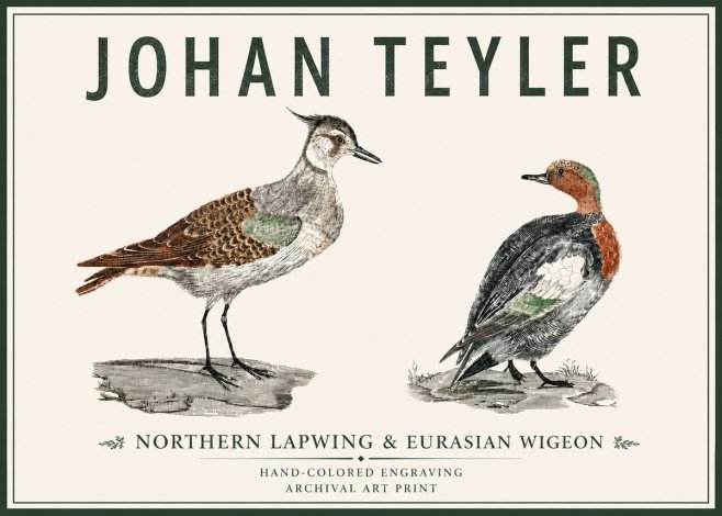 Johan Teyler Northern Lapwing & Eurasian Wigeon No5 - Poster