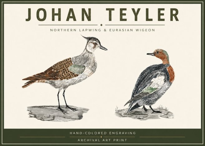 Johan Teyler Northern Lapwing & Eurasian Wigeon No6 - Poster