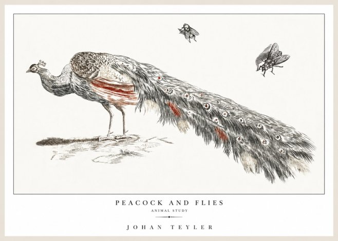 Johan Teyler Peacock and Flies - Animal Study No1 - Poster