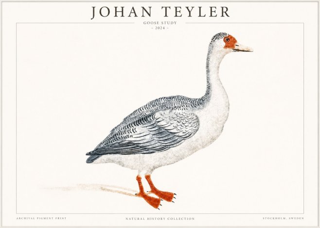 Johan Teyler Goose Study No1 - Poster