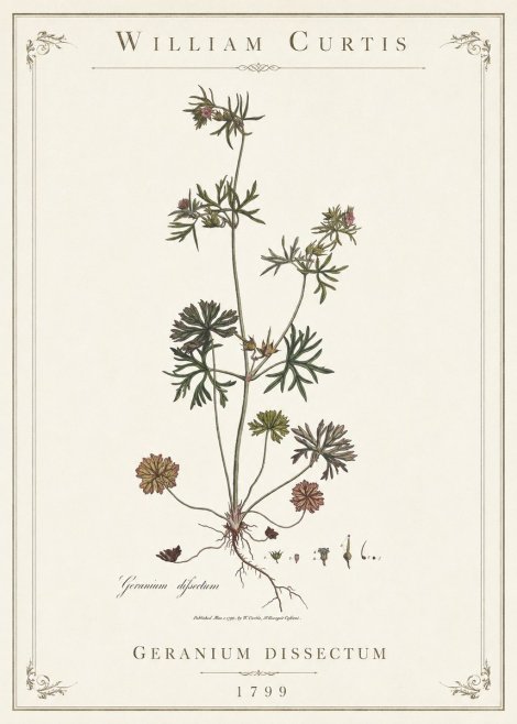 William Curtis Geranium Dissectum I No1 - Poster