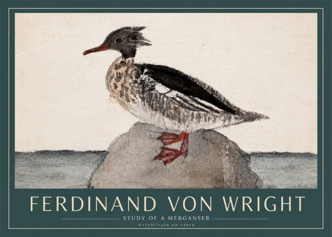 Ferdinand von Wright Study of a Merganser No3 - Poster