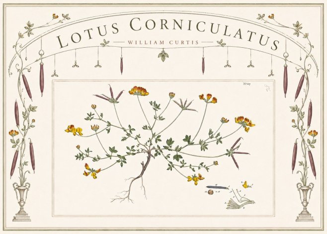 William Curtis Lotus Corniculatus I No6 - Poster