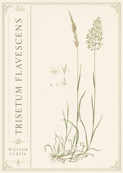 William Curtis Trisetum Flavescens II No2 - Poster